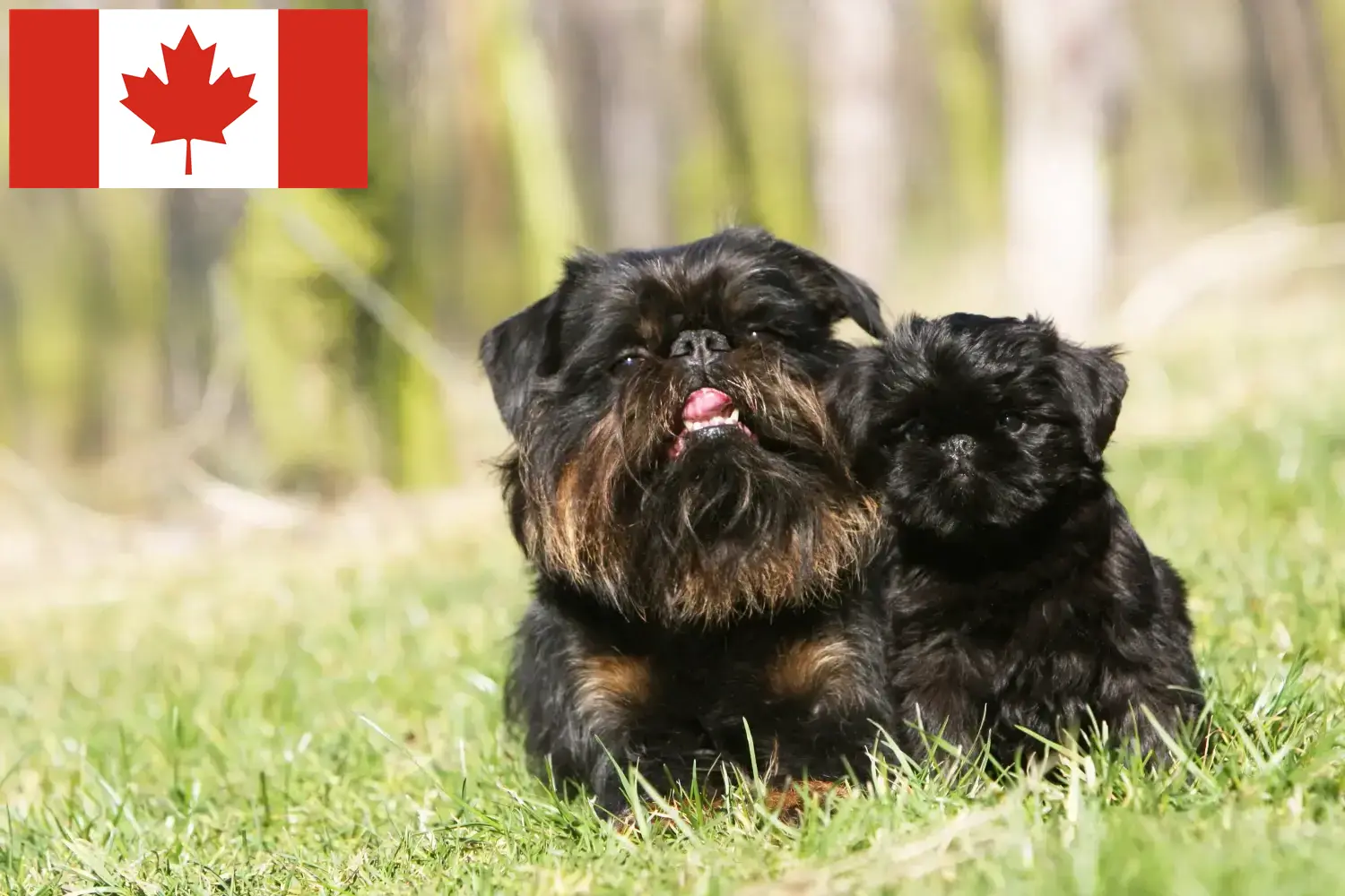 Grifon pitic belgian Griffon căței și crescător Canada Aici puteți găsi crescători de Griffoni pitici belgieni în Canada.