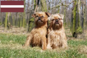 Read more about the article Grifon pitic belgian crescător și căței în Letonia