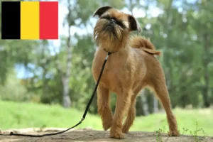 Read more about the article Grifon pitic belgian crescător și căței în Belgia