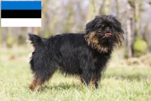 Read more about the article Grifon pitic belgian crescător și căței în Estonia