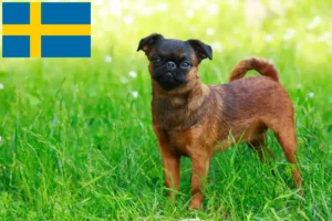 Read more about the article Grifon pitic belgian crescător și căței în Suedia