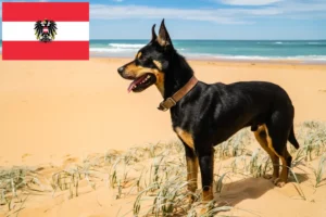Read more about the article Australian Kelpie crescători și căței în Austria