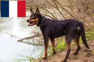 Read more about the article Australian Kelpie crescători și căței în Franța