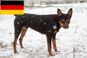 Read more about the article Australian Kelpie crescători și căței în Germania