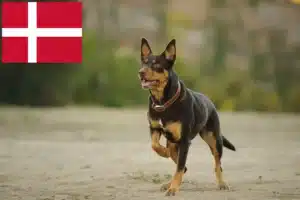 Read more about the article Australian Kelpie crescători și căței în Danemarca