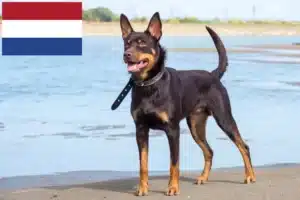 Read more about the article Australian Kelpie crescători și căței în Olanda