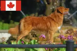 Read more about the article Nova Scotia Duck Tolling Retriever Retriever crescători și căței în Canada