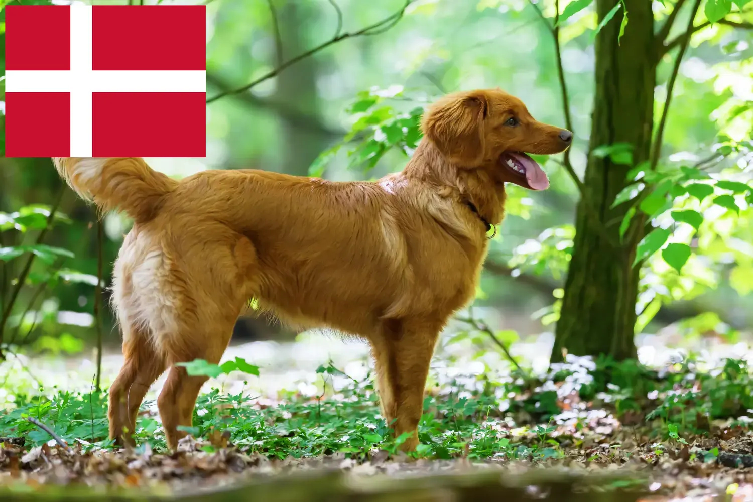Nova Scotia Duck Tolling Retriever căței și crescători Danemarca Găsește crescători de Duck Tolling Retriever din Nova Scotia în Danemarca.