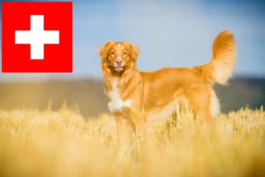 Read more about the article Nova Scotia Duck Tolling Retriever crescători și căței în Elveția
