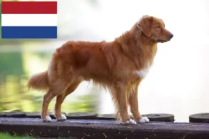 Read more about the article Nova Scotia Duck Tolling Retriever crescători și căței în Olanda