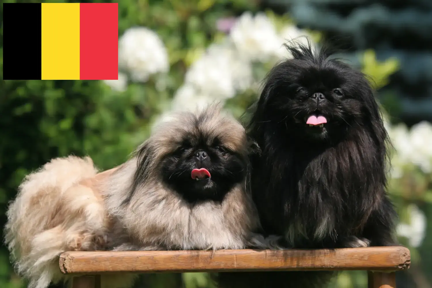 Read more about the article Pekingese crescători și căței în Belgia