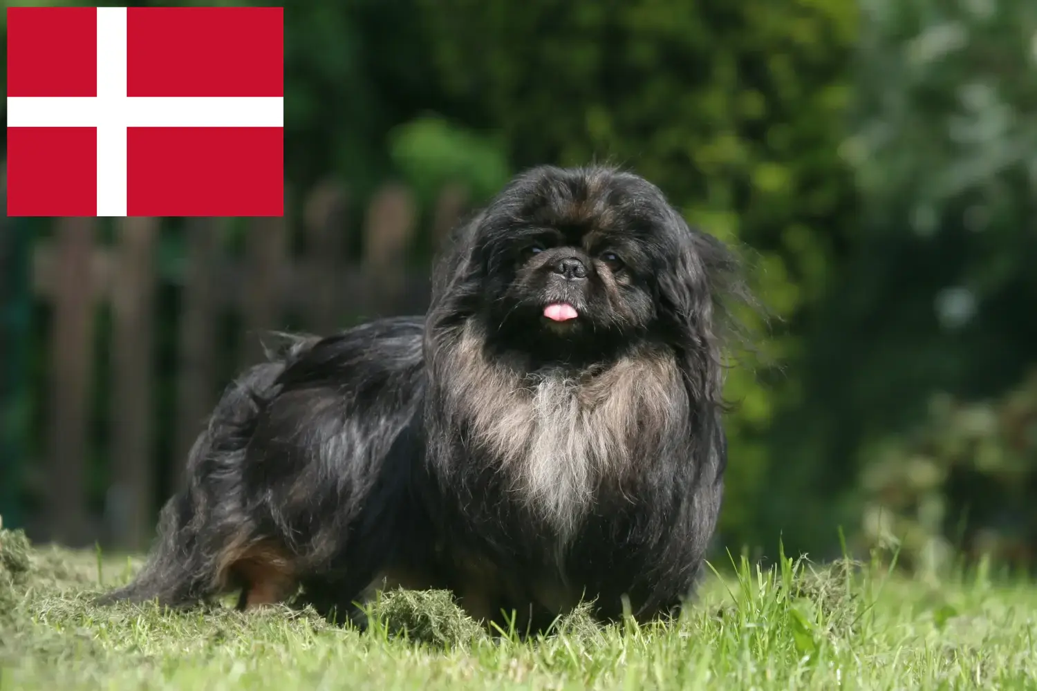 Pekingese căței și crescători Danemarca Aici puteți găsi crescători de pechinezi în Danemarca.