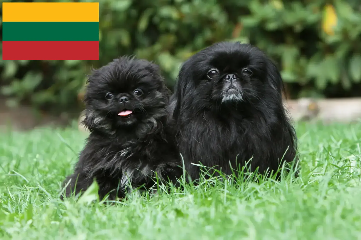Pekingese căței și crescători Lituania Găsiți crescători de pechinezi în Lituania aici.