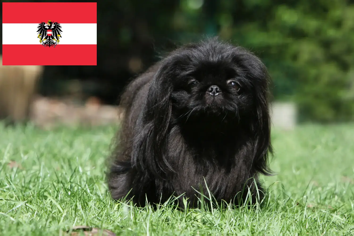 Pekingese căței și crescători Austria Aici puteți găsi crescători de pechinezi în Austria.
