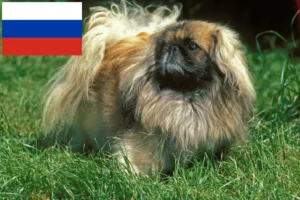 Read more about the article Pekingese crescători și căței în Rusia