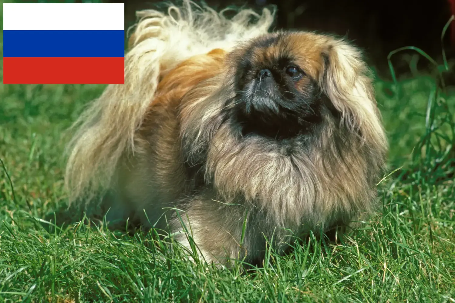 Pekingese căței și crescători Rusia Aici puteți găsi crescători de pechinezi din Rusia.