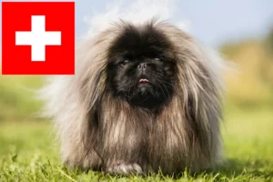 Read more about the article Pekingese crescători și căței în Elveția