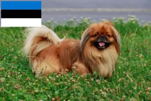 Read more about the article Pekingese crescători și căței în Estonia