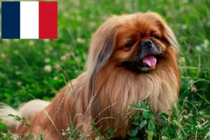 Read more about the article Pekingese crescători și căței în Franța