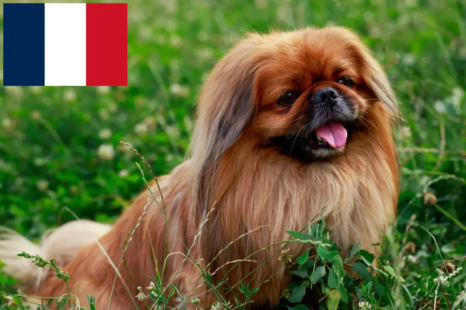 Pekingese căței și crescători Franța Aici puteți găsi crescători de pechinezi în Franța.