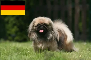 Read more about the article Pekingese crescători și căței în Germania