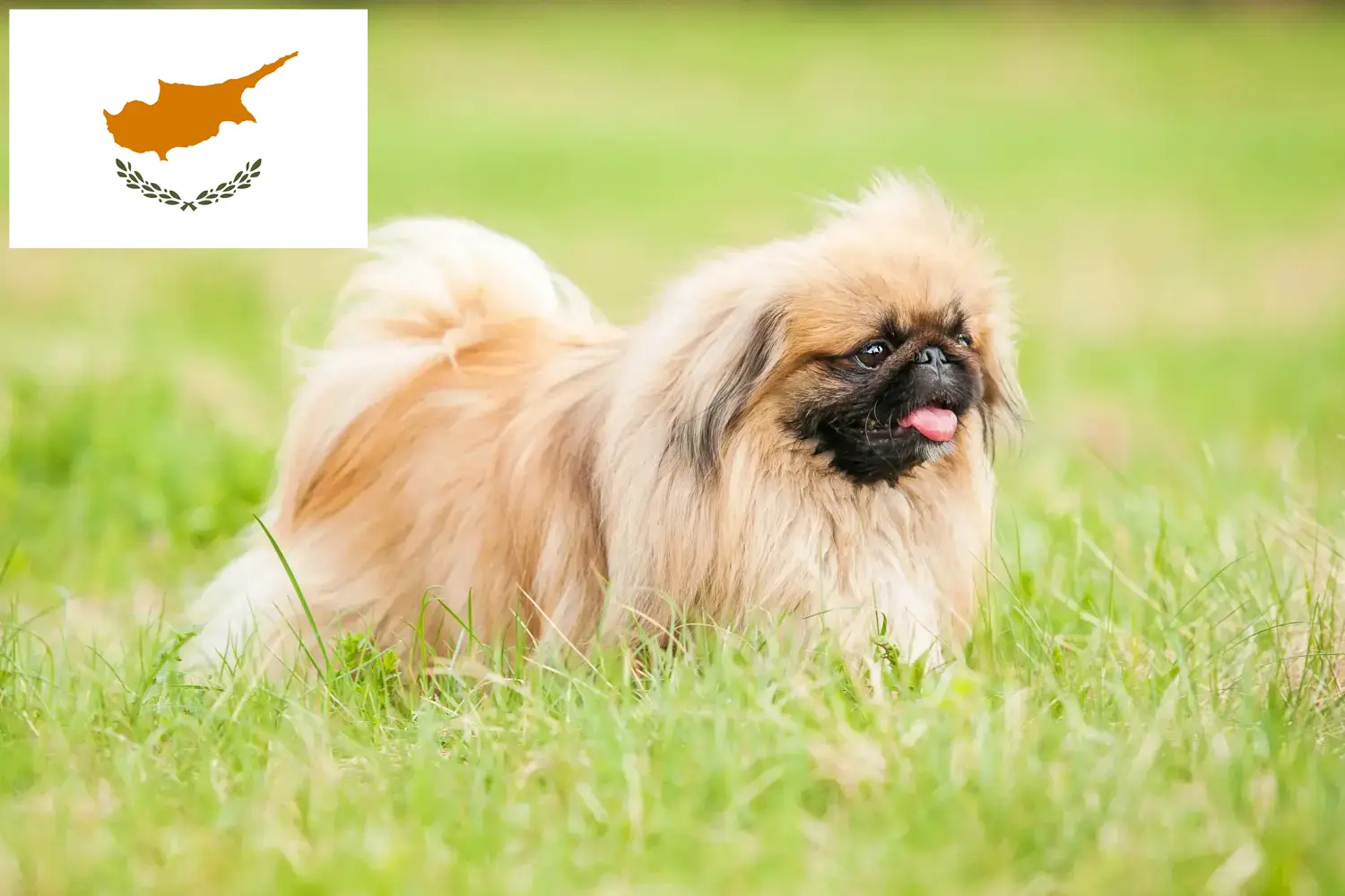 Pekingese căței și crescători Republica Cipru Aici puteți găsi crescători de pechinezi în Cipru.