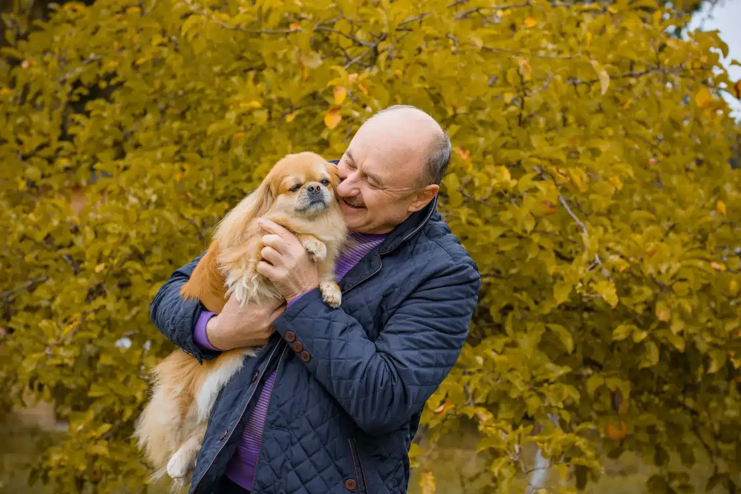 Pekingese - Dragostea mea pentru această rasă de câini. De ce îmi place Pekingese