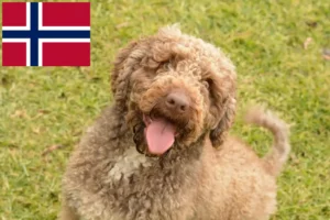 Read more about the article Perro de Agua Español crescători și căței în Norvegia