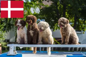 Read more about the article Perro de Agua Español crescători și căței în Danemarca
