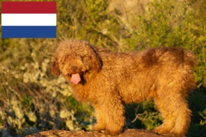 Read more about the article Perro de Agua Español crescători și căței în Olanda