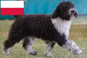 Read more about the article Perro de Agua Español crescători și căței în Polonia