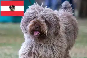 Read more about the article Perro de Agua Español crescători și căței în Austria