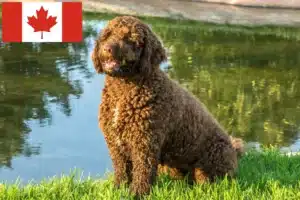 Read more about the article Perro de Agua Español crescători și căței în Canada