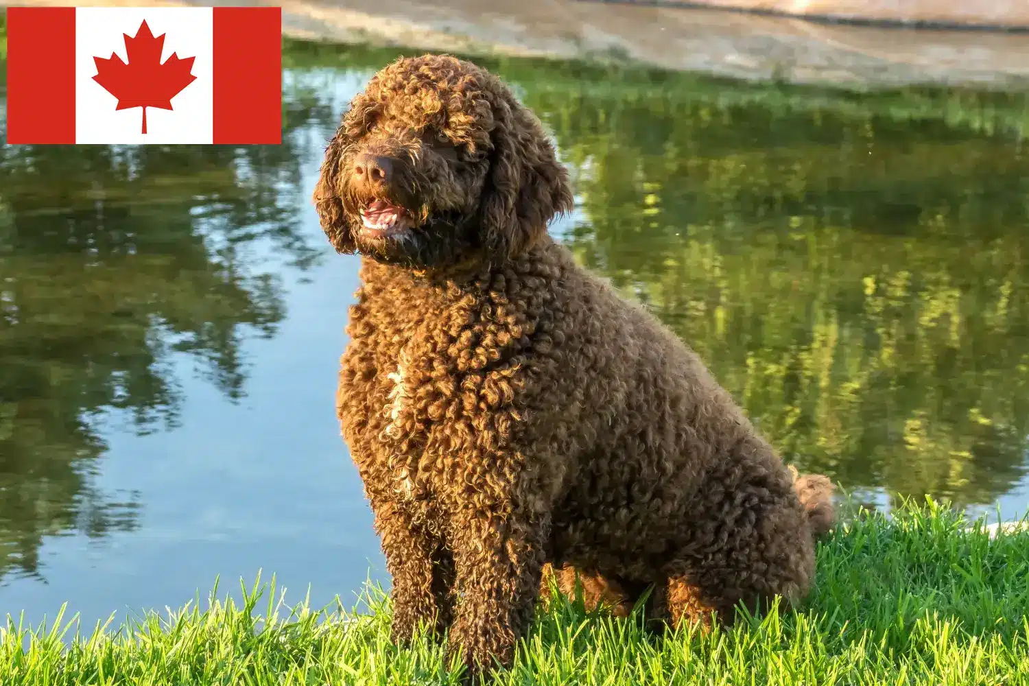 Read more about the article Perro de Agua Español crescători și căței în Canada