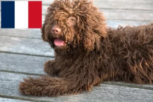 Read more about the article Perro de Agua Español crescători și căței în Franța