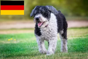 Read more about the article Perro de Agua Español crescători și căței în Germania