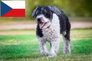 Read more about the article Perro de Agua Español crescători și căței în Republica Cehă