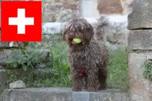 Read more about the article Perro de Agua Español crescători și căței în Elveția