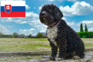 Read more about the article Perro de Agua Español crescători și căței în Slovacia