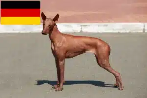 Read more about the article Peruvian Hairless Dog Breeder și cățeluși în Germania