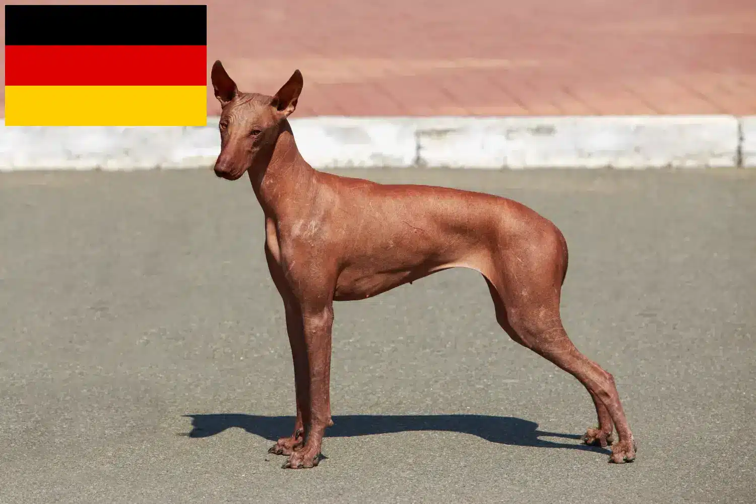 Read more about the article Peruvian Hairless Dog Breeder și cățeluși în Germania
