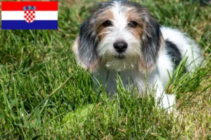 Read more about the article Petit Basset Griffon Vendéen crescători și căței în Croația