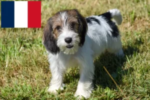 Read more about the article Petit Basset Griffon Vendéen crescători și căței în Franța