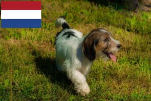 Read more about the article Petit Basset Griffon Vendéen crescători și căței în Olanda