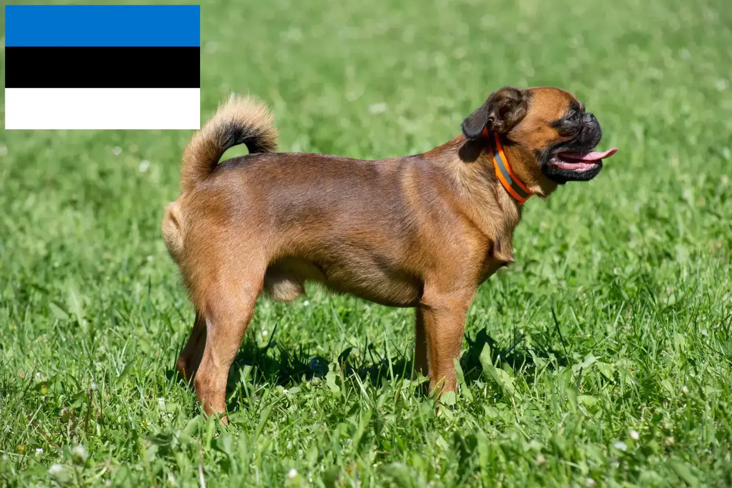 Petit Brabançon căței și crescători Estonia Aici puteți găsi crescători de Petit Brabançon în Estonia.