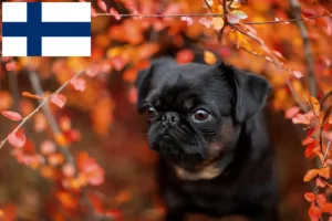 Read more about the article Petit Brabançon crescători și căței în Finlanda
