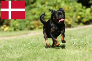 Read more about the article Petit Brabançon crescători și căței în Danemarca
