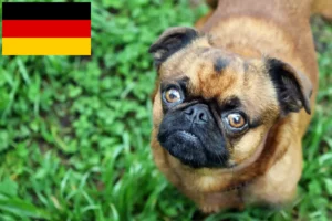 Read more about the article Petit Brabançon crescători și căței în Germania