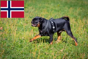 Read more about the article Petit Brabançon crescători și căței în Norvegia