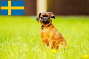 Read more about the article Petit Brabançon crescători și căței în Suedia